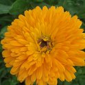 Calendula officinalis fleur
